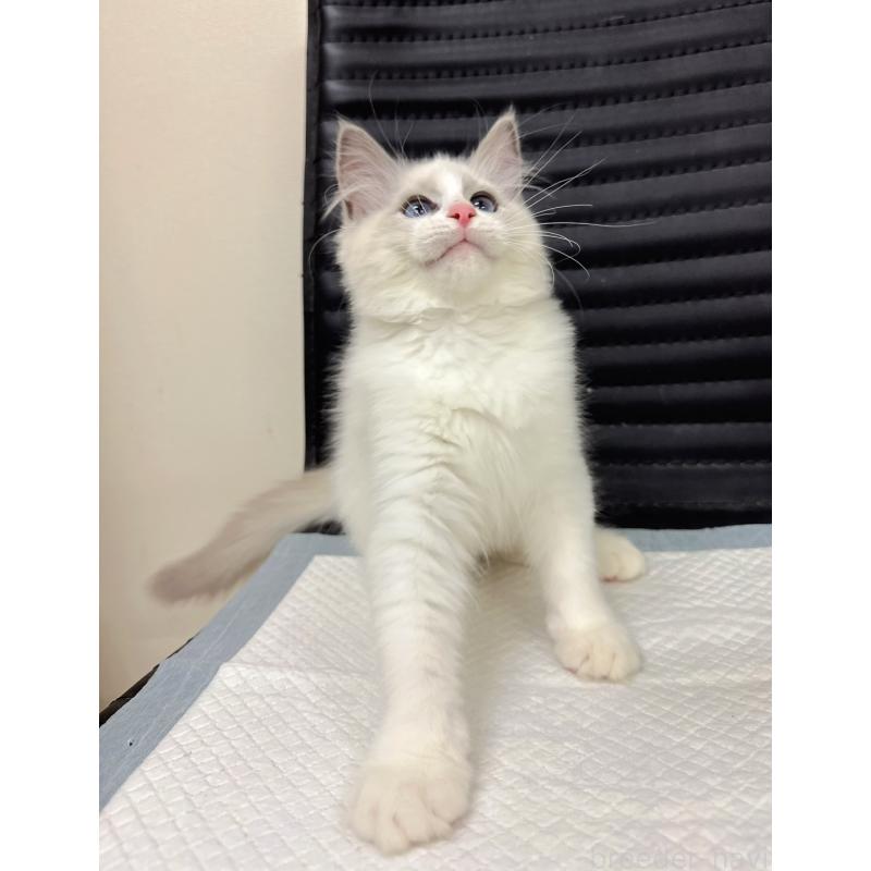 販売中の静岡県のラグドール-131413の2枚目