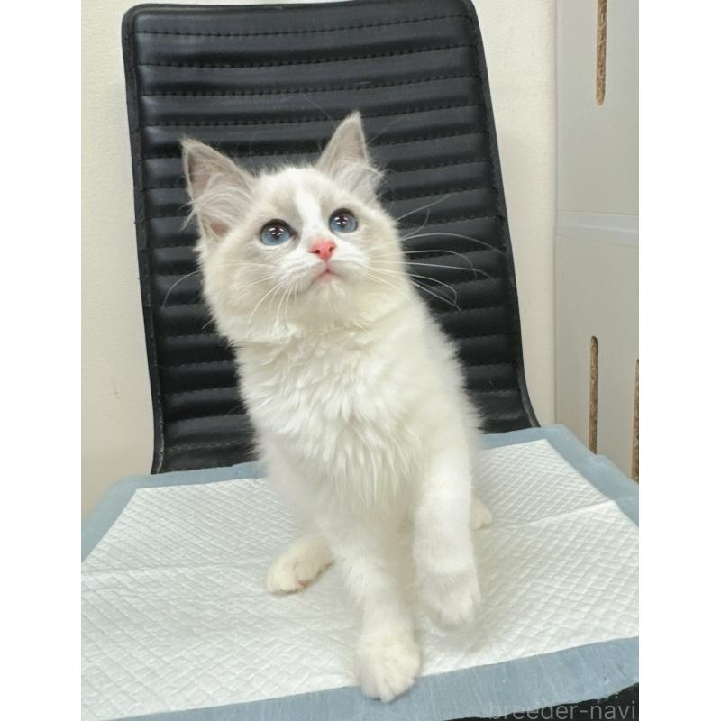 販売中の静岡県のラグドール-131414の5枚目