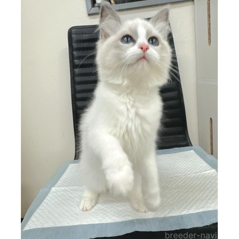 販売中の静岡県のラグドール-131414の4枚目
