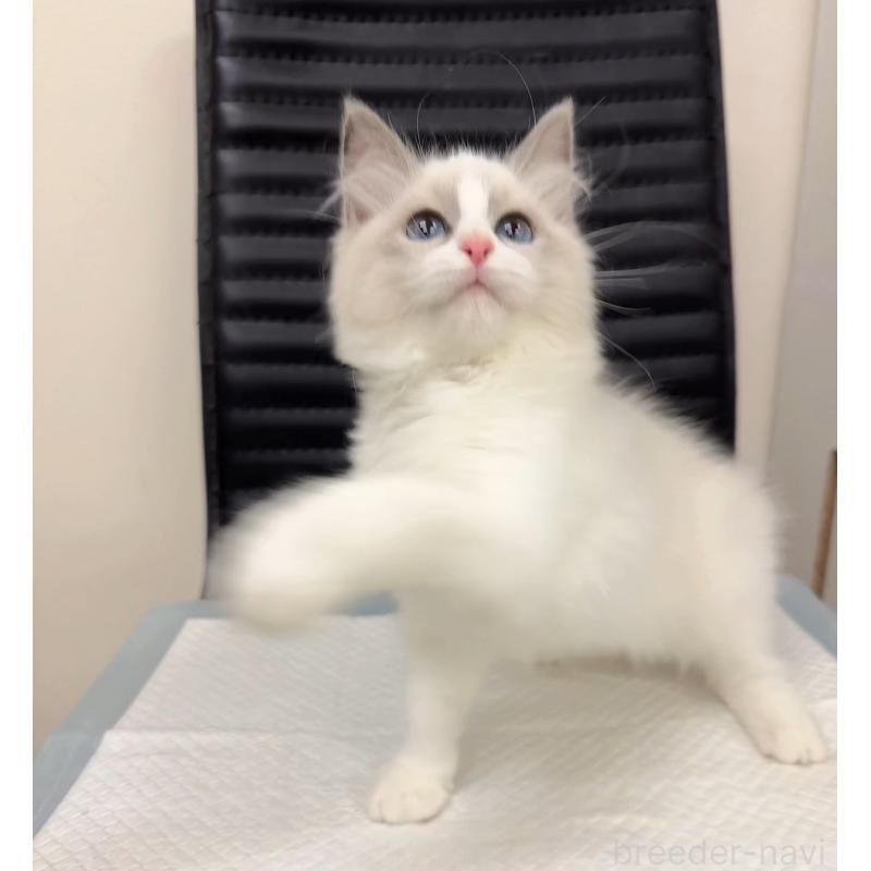 販売中の静岡県のラグドール-131414の3枚目