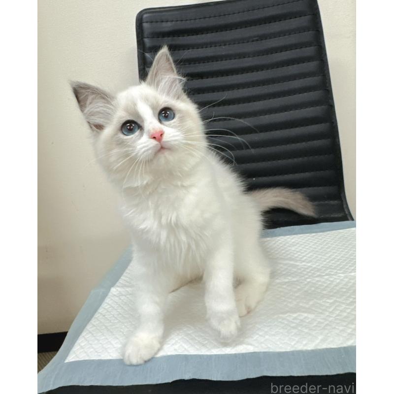 販売中の静岡県のラグドール-131414の2枚目