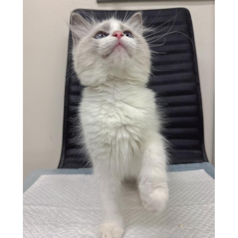 販売中の静岡県のラグドール-131415の5枚目