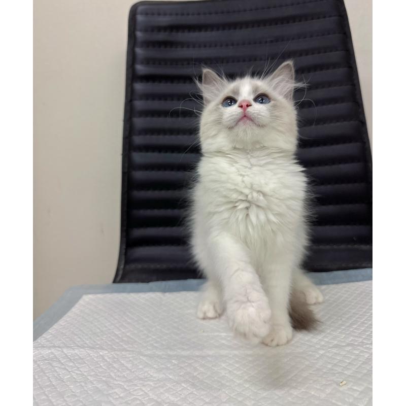 販売中の静岡県のラグドール-131415の4枚目