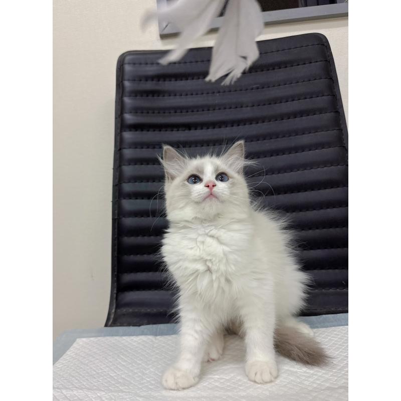 販売中の静岡県のラグドール-131415の3枚目