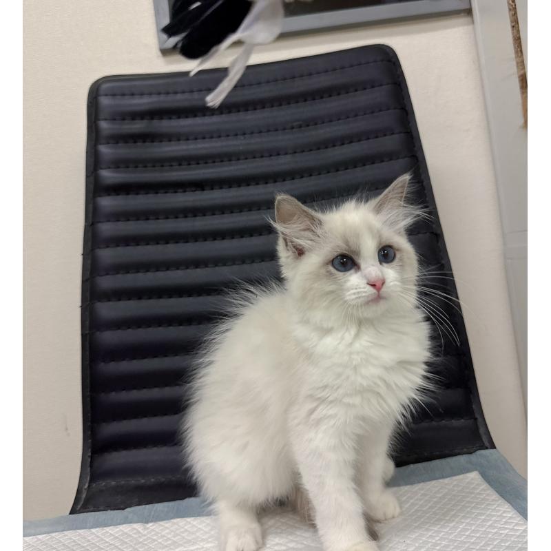 販売中の静岡県のラグドール-131415の2枚目