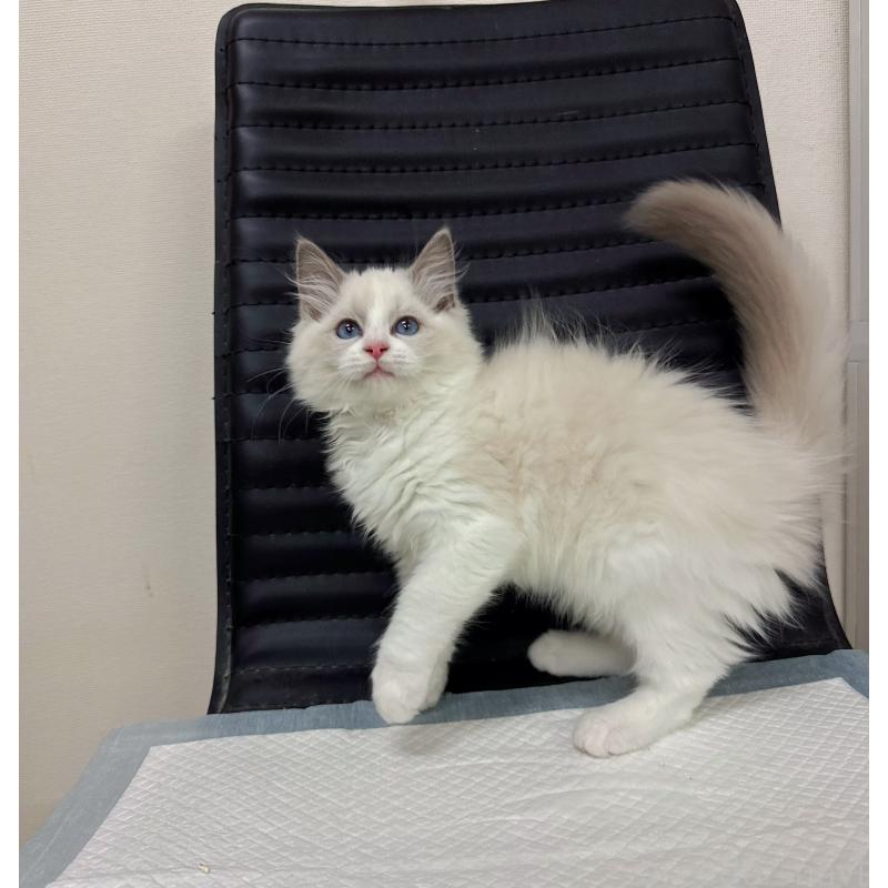 販売中の静岡県のラグドール-131416の5枚目