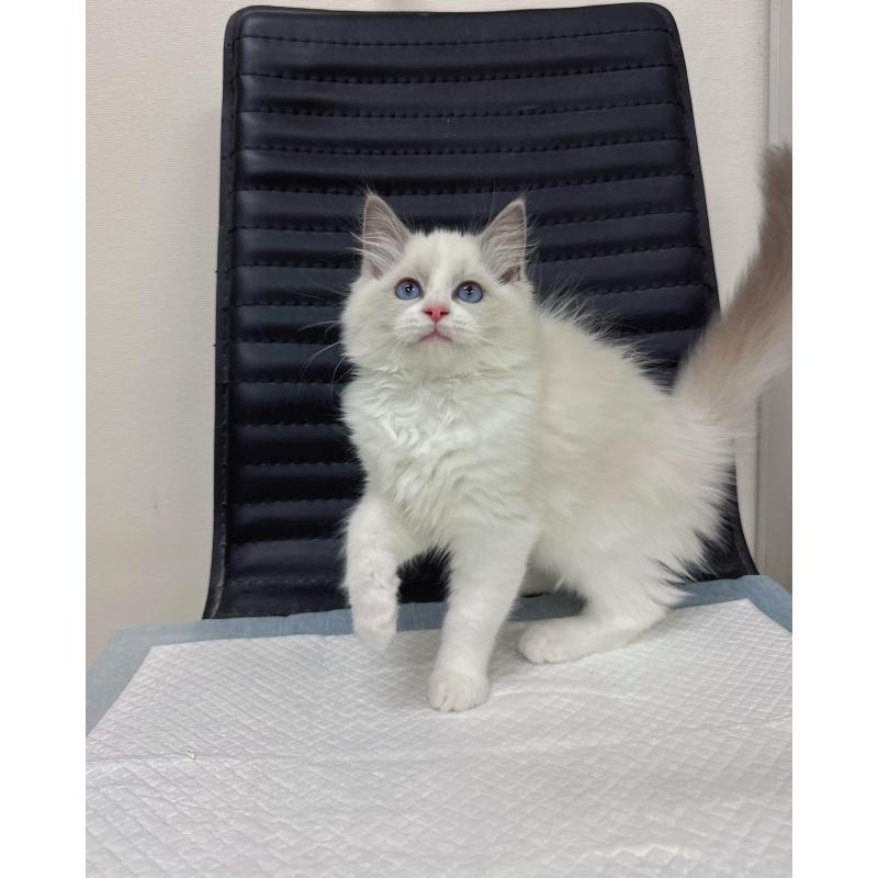 販売中の静岡県のラグドール-131416の4枚目