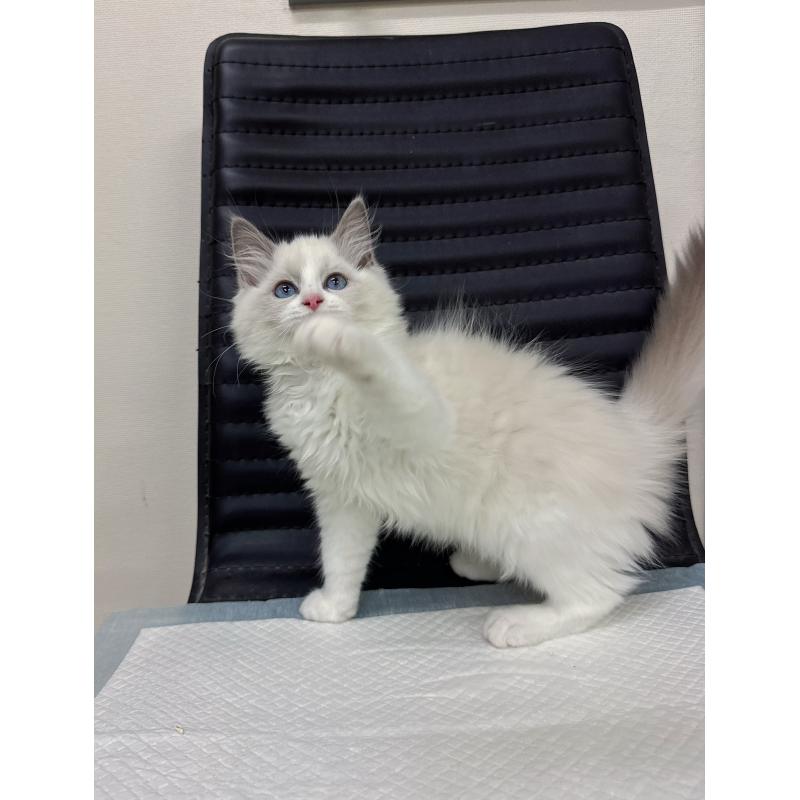 販売中の静岡県のラグドール-131416の3枚目