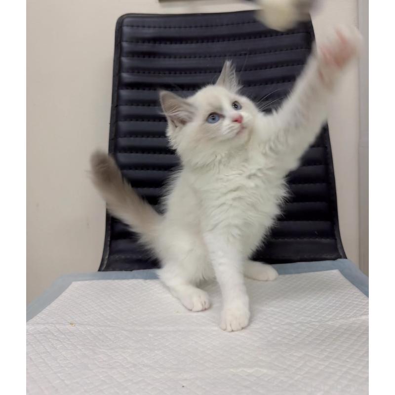 販売中の静岡県のラグドール-131416の2枚目