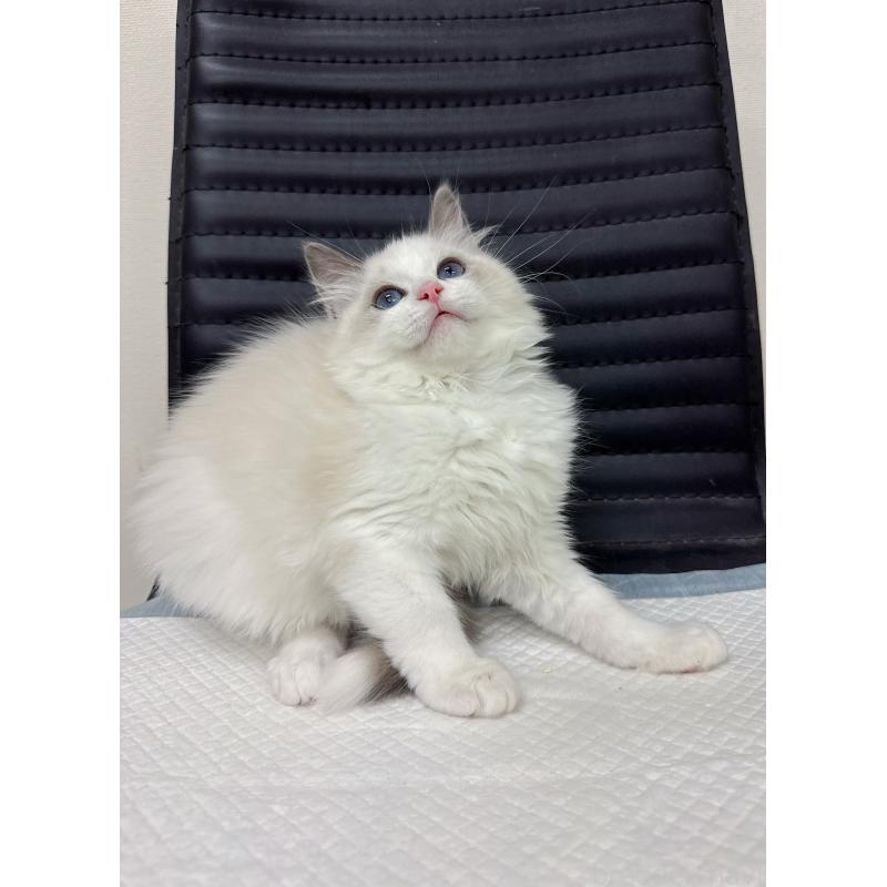 販売中の静岡県のラグドール-131417の5枚目