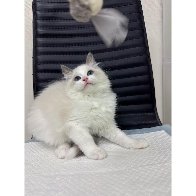 販売中の静岡県のラグドール-131417の4枚目