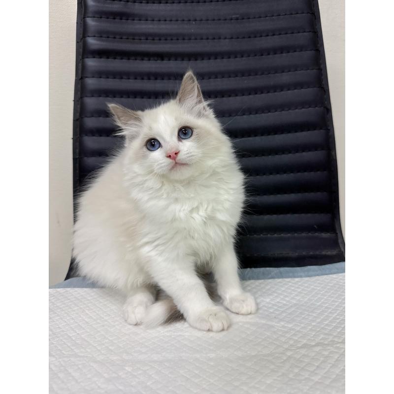 販売中の静岡県のラグドール-131417の3枚目