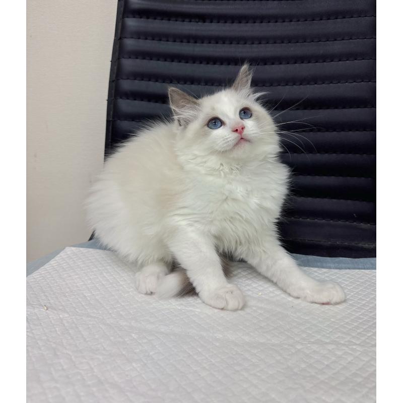 販売中の静岡県のラグドール-131417の2枚目