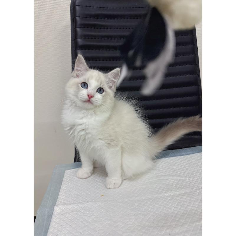 販売中の静岡県のラグドール-131418の5枚目