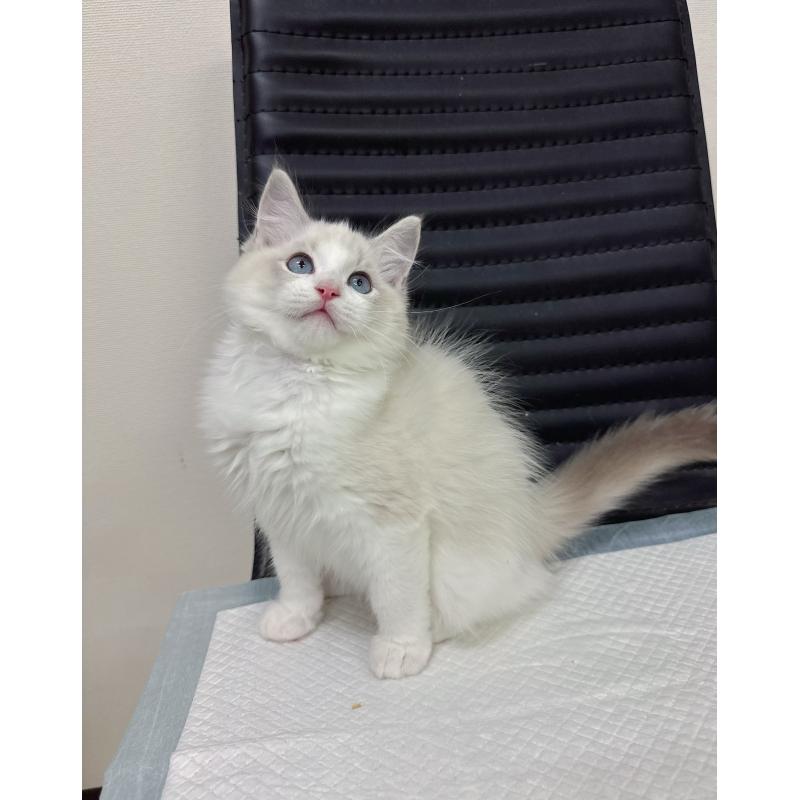 販売中の静岡県のラグドール-131418の4枚目