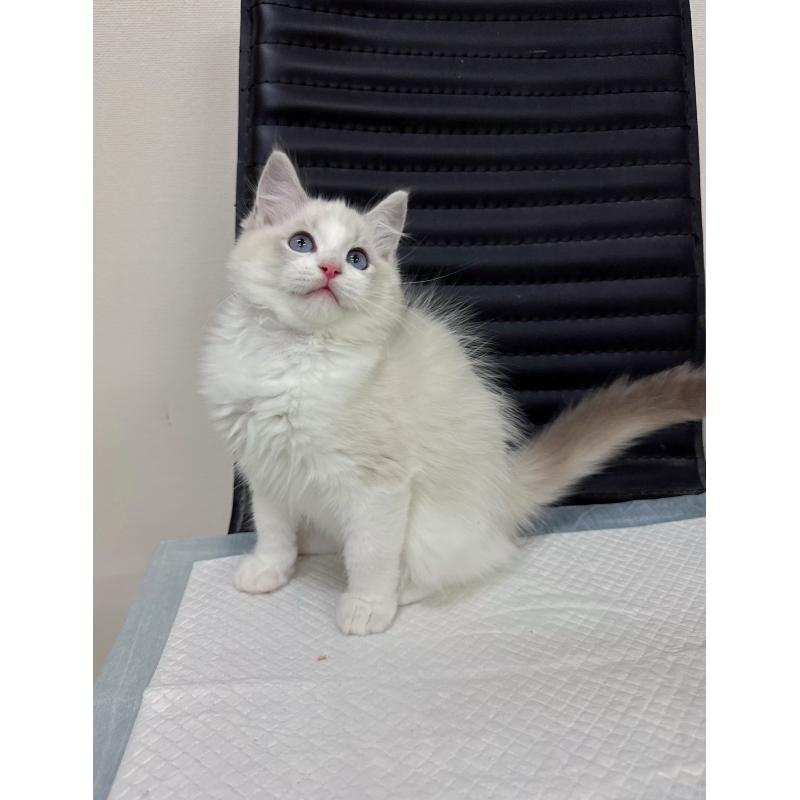 販売中の静岡県のラグドール-131418の3枚目