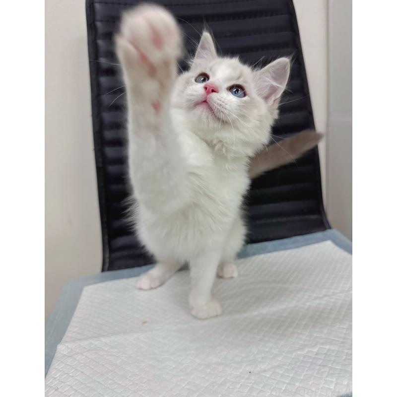 販売中の静岡県のラグドール-131418の2枚目