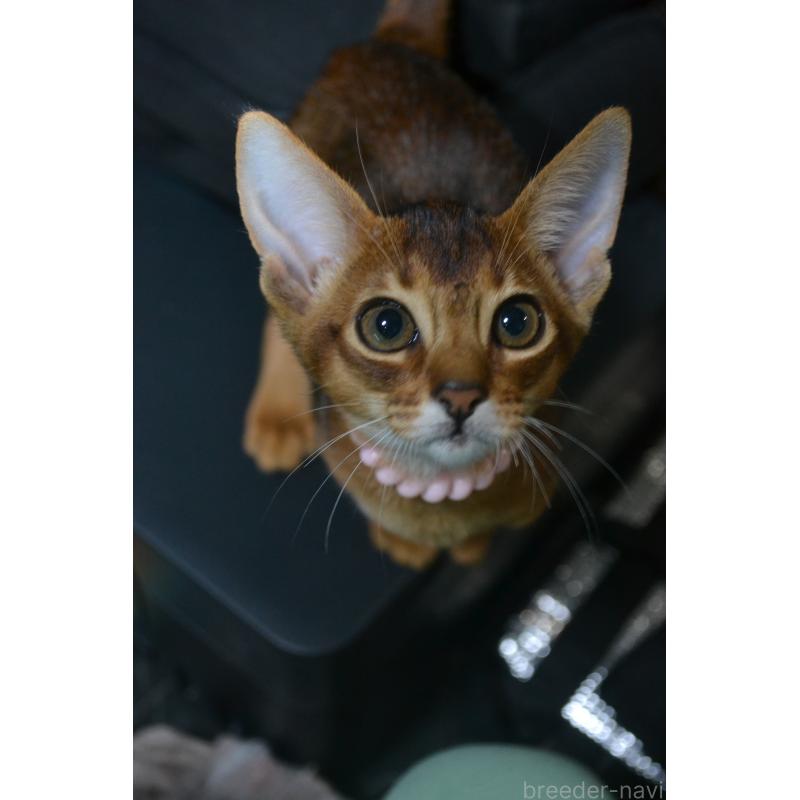 販売中の愛知県のアビシニアン-131467の4枚目