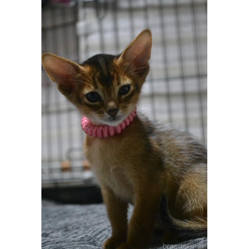 販売中の愛知県のアビシニアン-131467の3枚目