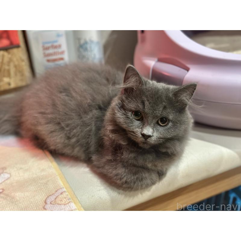 販売中の香川県のミヌエット(短足)-129262の2枚目