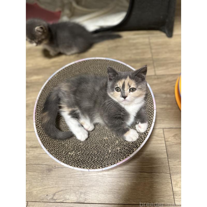 成約済の香川県のミヌエット(短足)-130233の5枚目