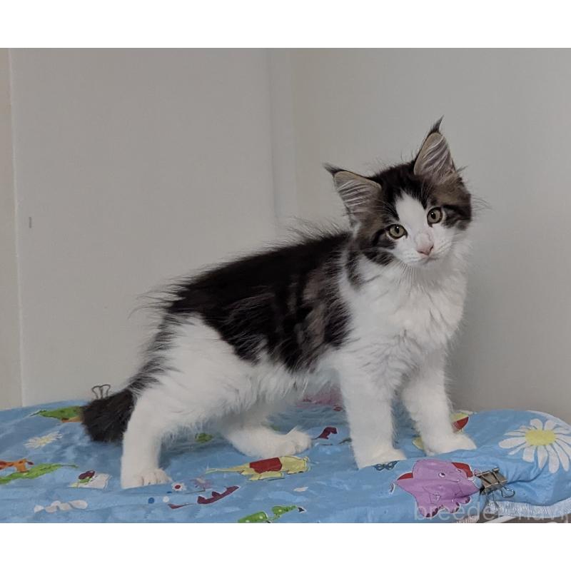 販売中の愛媛県のメインクーン-129043