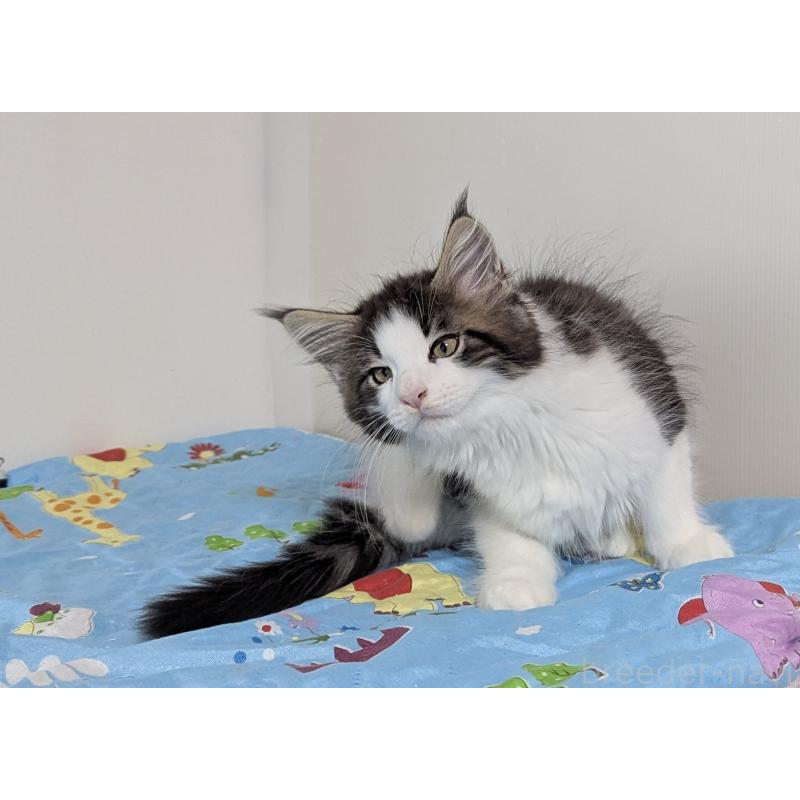 販売中の愛媛県のメインクーン-129043の3枚目