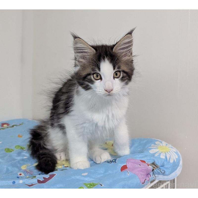 販売中の愛媛県のメインクーン-129043の2枚目