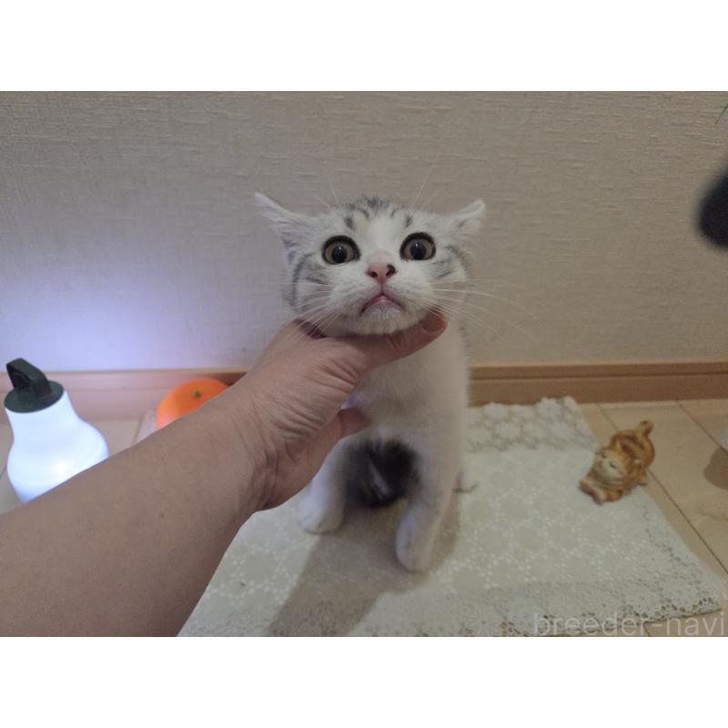 販売中の広島県のスコティッシュフォールド-128760