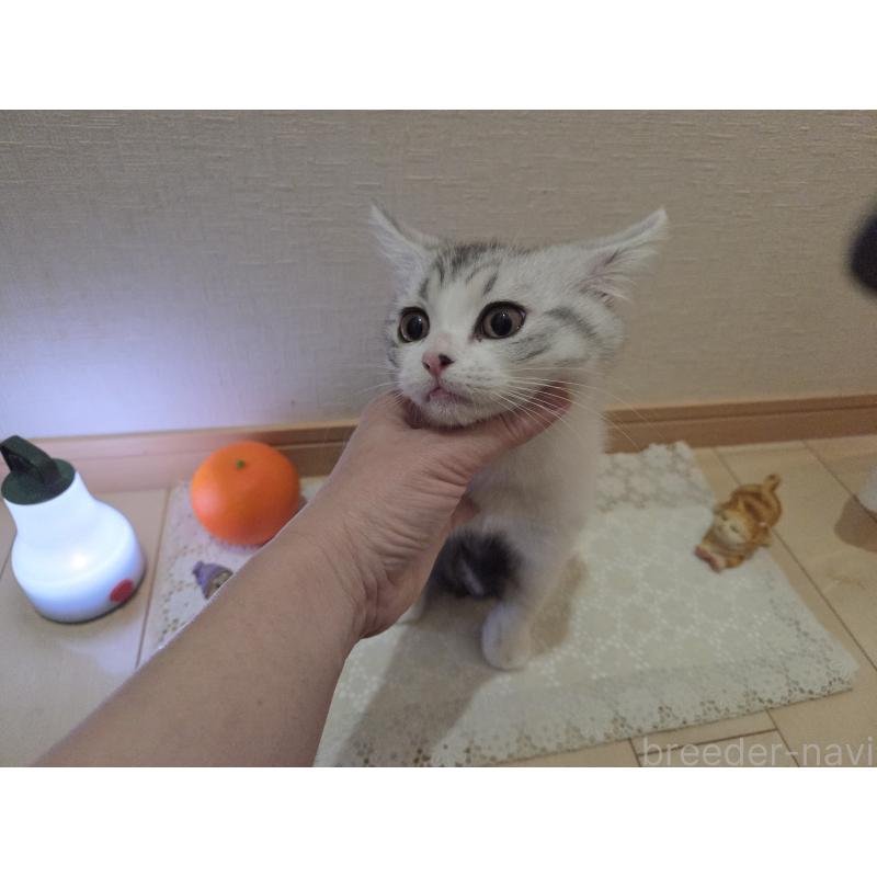 販売中の広島県のスコティッシュフォールド-128760の14枚目