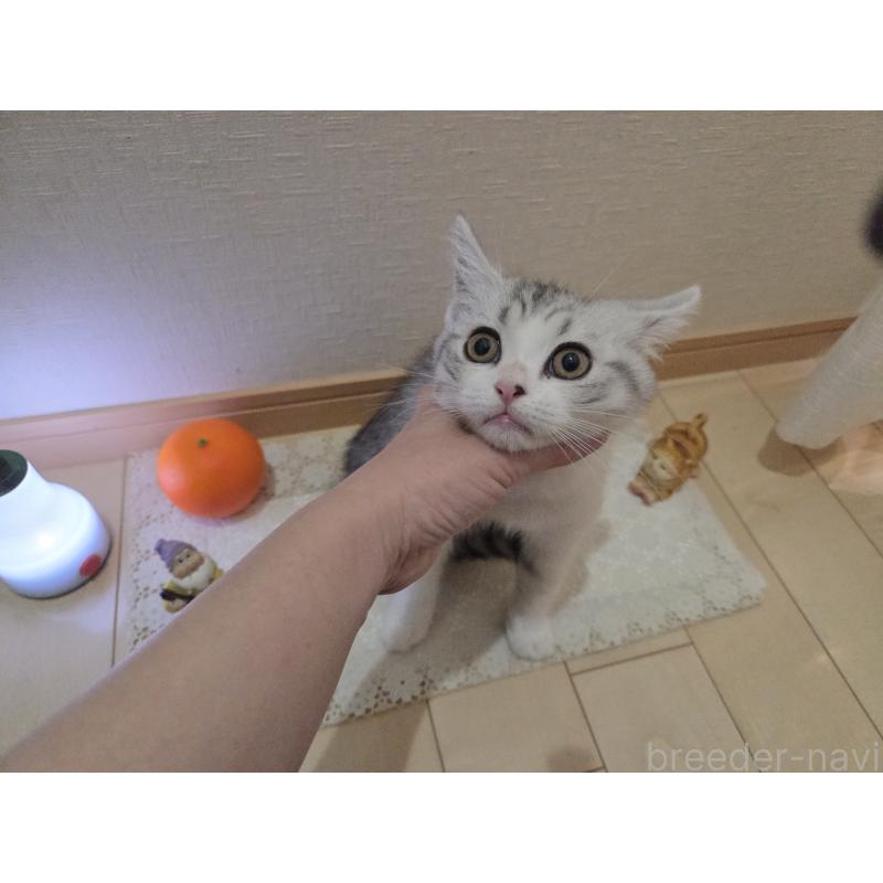 販売中の広島県のスコティッシュフォールド-128760の13枚目