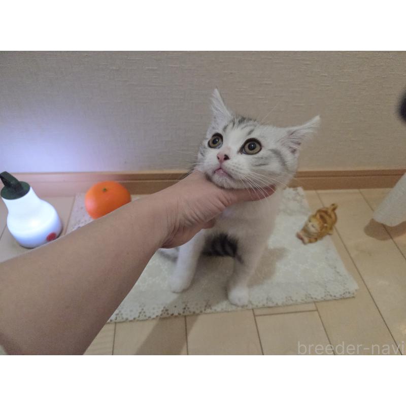 販売中の広島県のスコティッシュフォールド-128760の10枚目