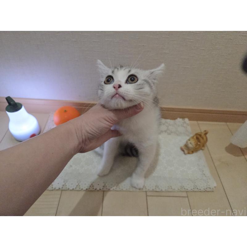 販売中の広島県のスコティッシュフォールド-128760の9枚目