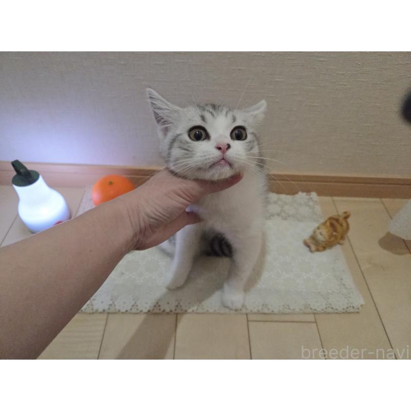 販売中の広島県のスコティッシュフォールド-128760の8枚目