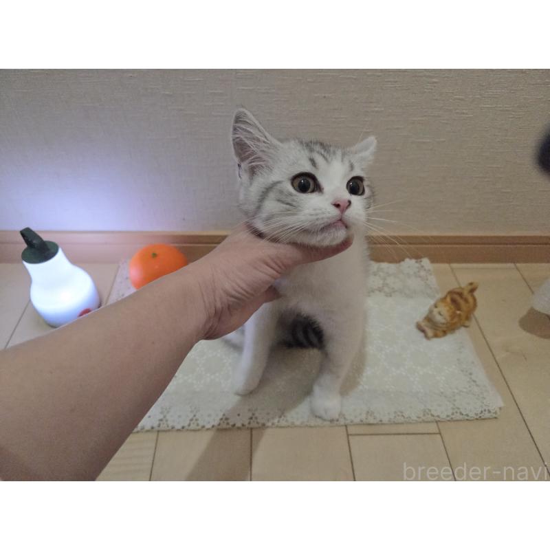 販売中の広島県のスコティッシュフォールド-128760の7枚目