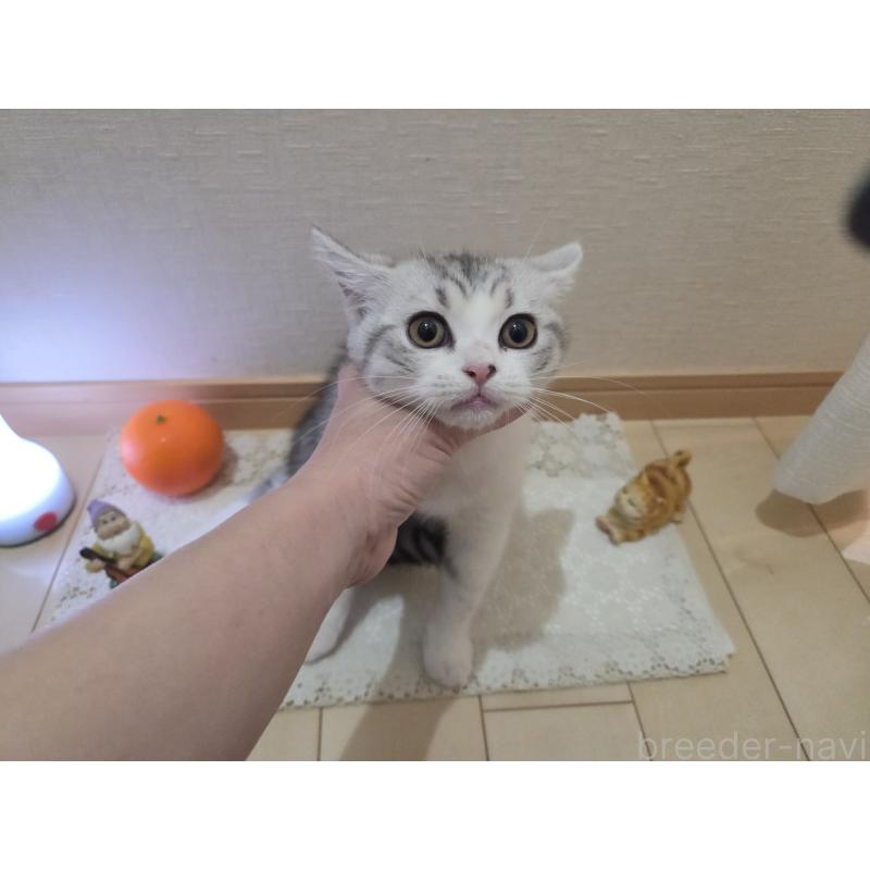 販売中の広島県のスコティッシュフォールド-128760の6枚目