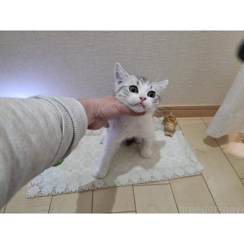 販売中の広島県のスコティッシュフォールド-128760の5枚目