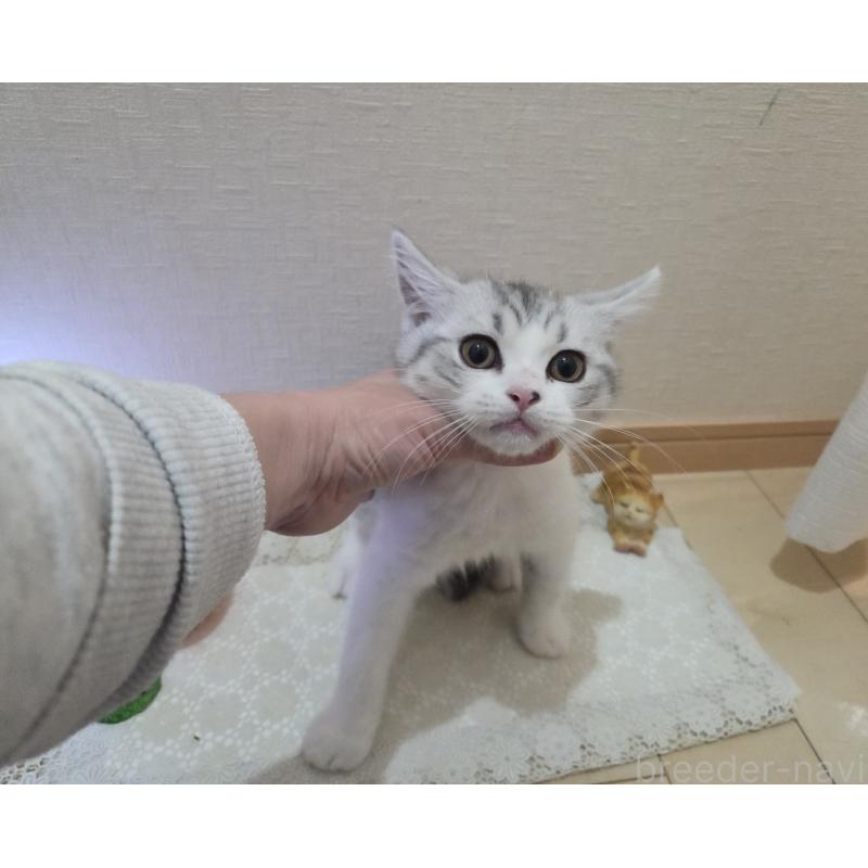 販売中の広島県のスコティッシュフォールド-128760の4枚目