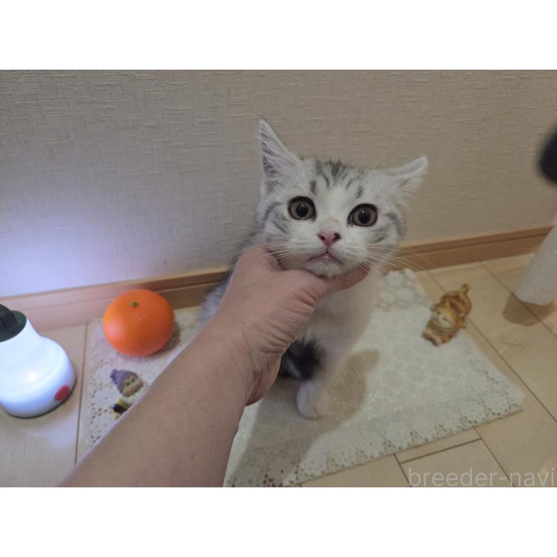 販売中の広島県のスコティッシュフォールド-128760の3枚目