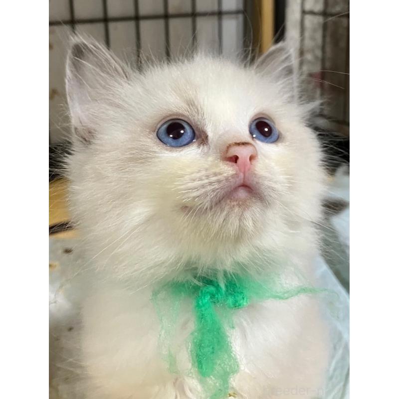 販売中の滋賀県のラグドール-131426の3枚目