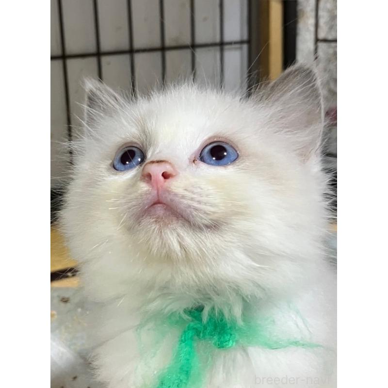 販売中の滋賀県のラグドール-131426の2枚目