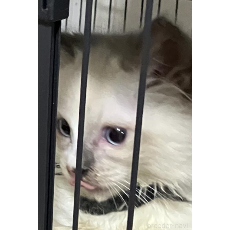 販売中の滋賀県のラグドール-131427の2枚目