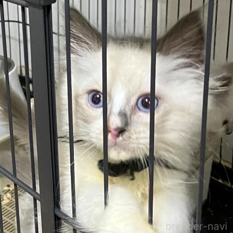 販売中の滋賀県のラグドール-131427