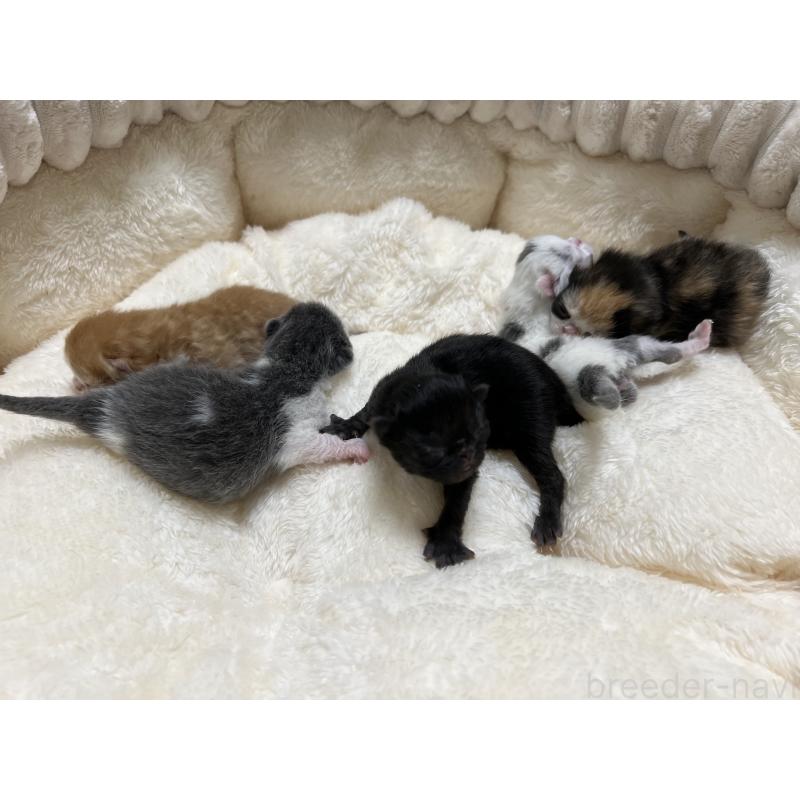 販売中の宮城県のエキゾチックショートヘア-131425の2枚目