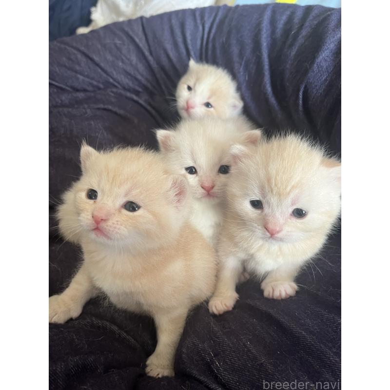 販売中の東京都のスコティッシュフォールド-120748の3枚目