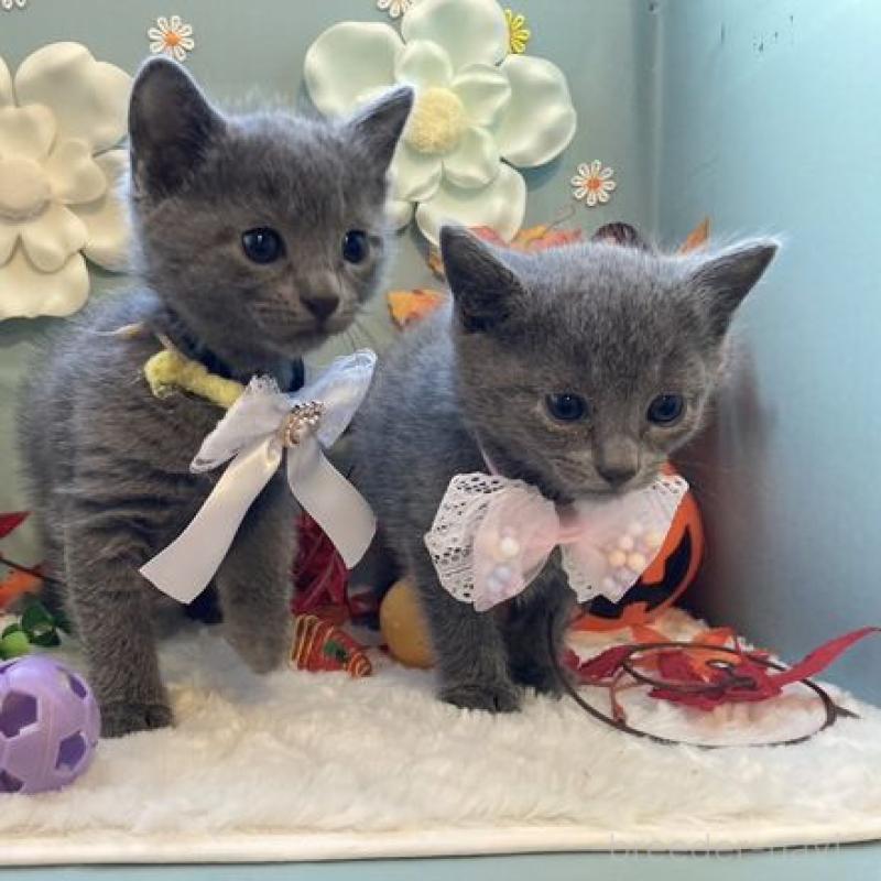 販売中の北海道のロシアンブルー-131428の4枚目