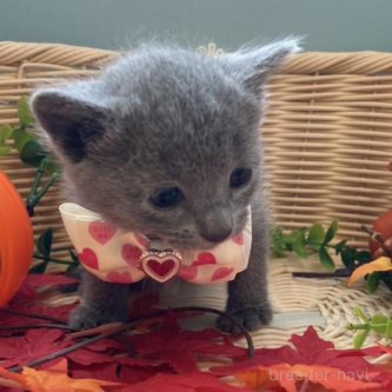 販売中の北海道のロシアンブルー-131428の3枚目