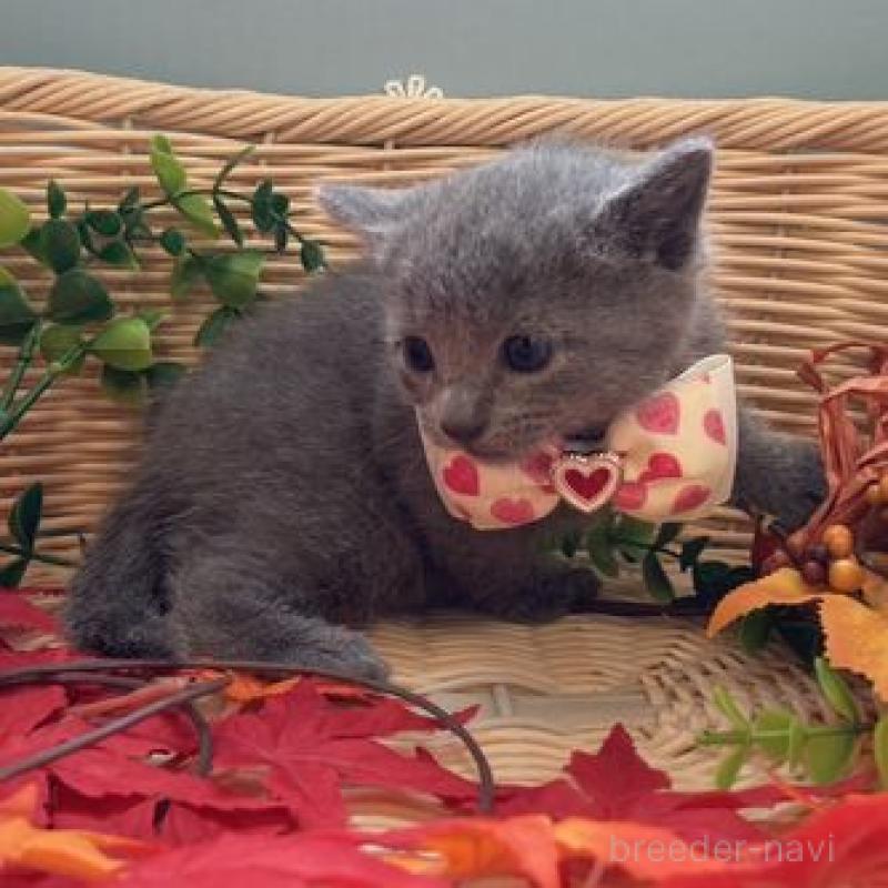 販売中の北海道のロシアンブルー-131428の2枚目