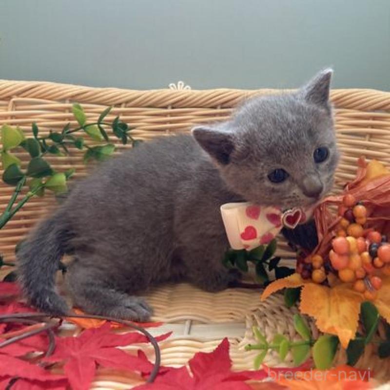 販売中の北海道のロシアンブルー-131428