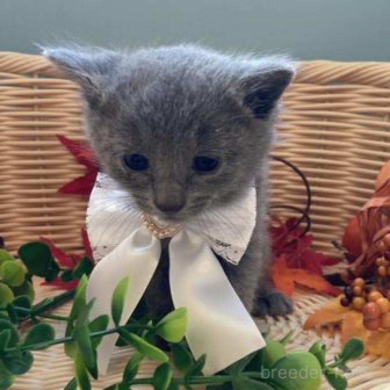 販売中の北海道のロシアンブルー-131429の1枚目